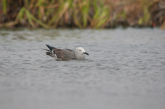 Leucophaeus modestus