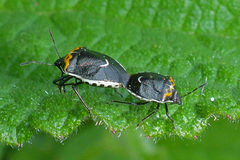 Cosmopepla conspicillaris