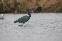 Egretta caerulea