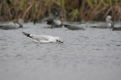 Chroicocephalus serranus