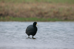 Fulica ardesiaca