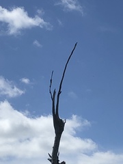 Melanerpes carolinus