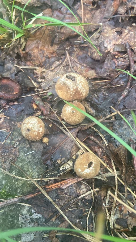 common puffball · July 2026 · photo: Photo: no rights reserved · iNaturalist