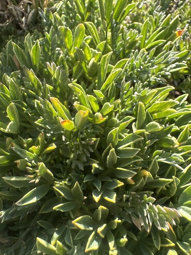 Trifolium nanum, photograph 3