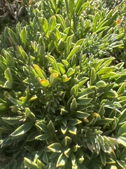 Trifolium nanum, photograph (c) Archer Silverman, some rights reserved (CC BY)