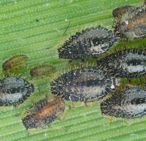 Aphid