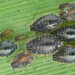 Hedgehog Grain Aphid - Photo no rights reserved, uploaded by Jesse Rorabaugh