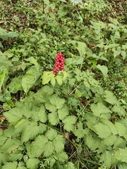 (c) Ксения Волянская, some rights reserved (CC BY) Actaea erythrocarpa, photograph (c) Ксения Волянская, some rights reserved (CC BY)