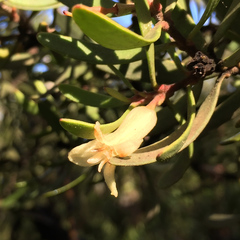 Persoonia muelleri muelleri