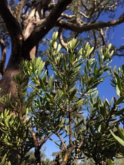 Persoonia muelleri muelleri