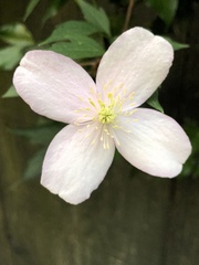 Clematis montana