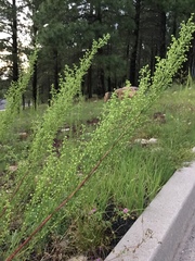 Artemisia campestris pacifica