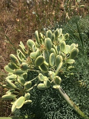 Lomatium columbianum