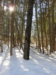 Populus