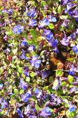 Bombus vancouverensis vancouverensis