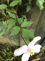 Clematis montana