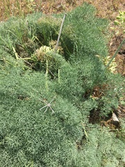 Lomatium columbianum