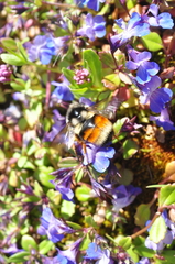 Bombus vancouverensis vancouverensis