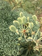 Lomatium columbianum
