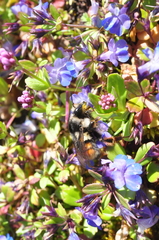 Bombus vancouverensis vancouverensis