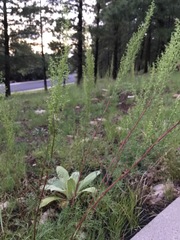 Artemisia campestris pacifica