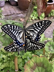 Papilio xuthus