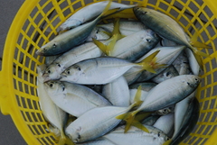 Alepes djedaba