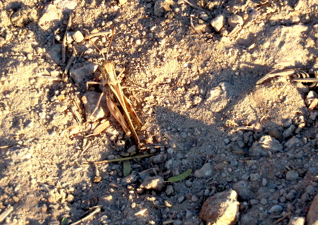 Hippopedon saltator