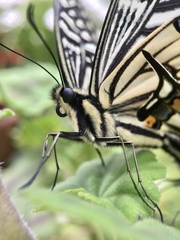 Papilio xuthus