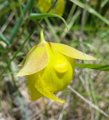 Calochortus pulchellus