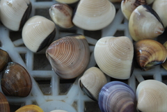 Mactra luzonica