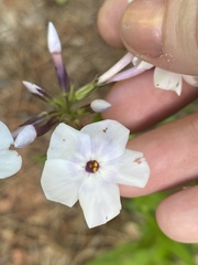 Phlox carolina