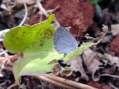 Pseudozizeeria maha ossa