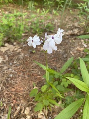 Phlox carolina
