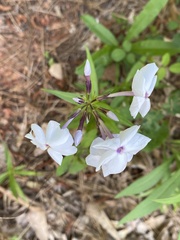 Phlox carolina