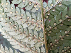 Dryopteris varia, photograph (c) 黃美滿, some rights reserved (CC BY)