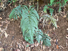 Dryopteris varia, photograph (c) 黃美滿, some rights reserved (CC BY)