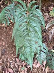 Dryopteris varia, photograph (c) 黃美滿, some rights reserved (CC BY)