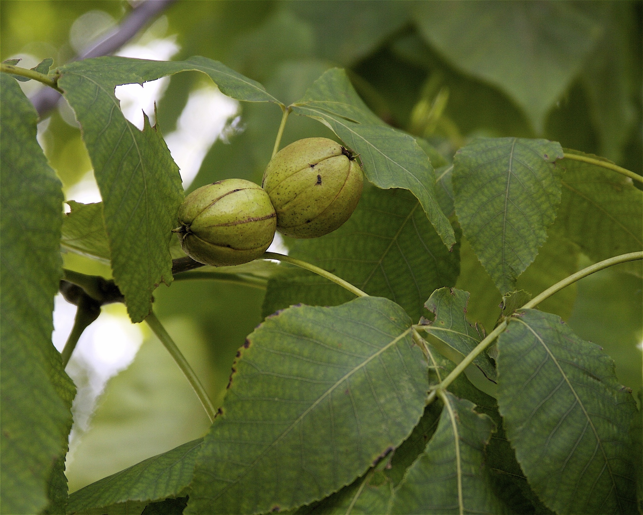 Carya laciniosa