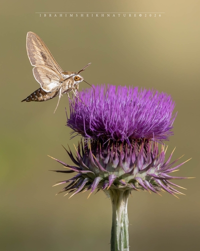 Striped Hawkmoth