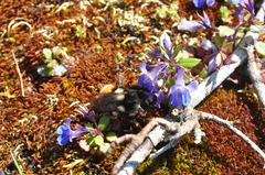 Bombus vancouverensis vancouverensis