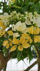 Crateva adansonii formosensis