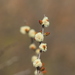 Acacia mellifera