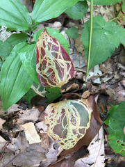 Marmara smilacisella