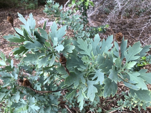 iNaturalist observation photo of Coulter's matilija poppy