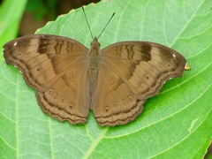 Junonia iphita iphita