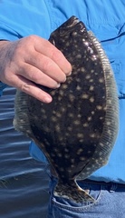 Paralichthys lethostigma