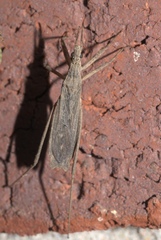 Pygolampis pectoralis