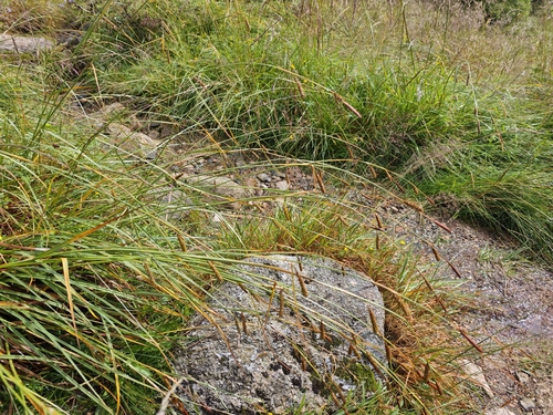 Carex binervis, photograph 5