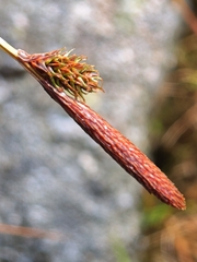 Carex binervis, photograph author not stated, no rights reserved